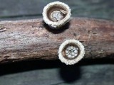 Nidula niveotomentosa image