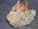 Hypomyces lateritius image