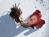 Guepinia helvelloides image