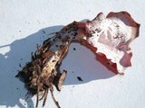 Guepinia helvelloides image