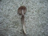 Entoloma griseocyaneum image