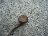 Entoloma griseocyaneum image