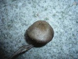 Entoloma griseocyaneum image