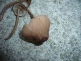Entoloma catalaunicum image