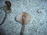 Entoloma catalaunicum image