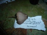 Entoloma catalaunicum image