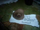 Entoloma catalaunicum image