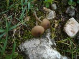 Entoloma politoflavipes image