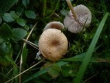 Entoloma queletii image
