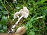 Entoloma queletii image