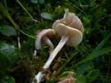 Entoloma queletii image