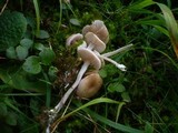 Entoloma queletii image