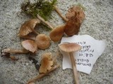 Entoloma queletii image