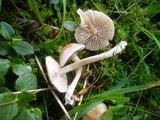 Entoloma queletii image