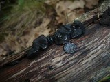 Exidia truncata image