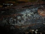 Helicogloea lagerheimii image