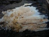 Hyphodontia rimosissima image