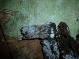 Hypochnicium punctulatum image