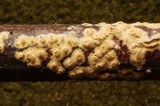Peniophora aurantiaca image