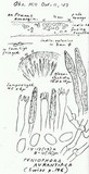 Peniophora aurantiaca image