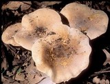 Echinoderma asperum image