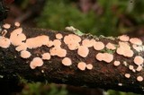 Aleurodiscus grantii image