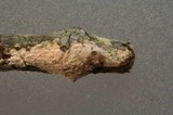 Aleurodiscus aurantius image