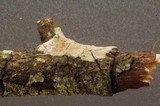 Aleurodiscus aurantius image