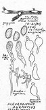 Aleurodiscus aurantius image