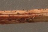 Gnomonia cerastis image