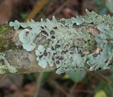 Parmotrema tinctorum image