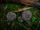 Lactarius fuscus image