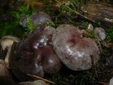 Lactarius fuscus image