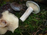 Lactarius fuscus image