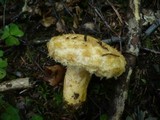 Lactarius repraesentaneus image