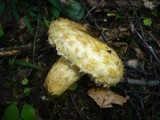 Lactarius repraesentaneus image