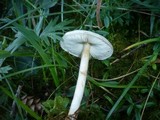 Limacella illinita image