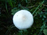 Limacella illinita var. illinita image