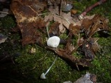 Mycena stylobates image