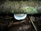 Postia alni image
