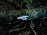 Postia alni image
