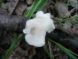 Postia tephroleuca image