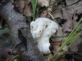 Postia tephroleuca image