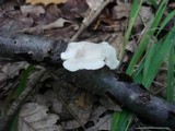 Postia tephroleuca image