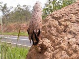 Podaxis beringamensis image