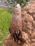 Podaxis beringamensis image