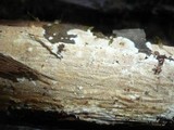 Ceraceomyces serpens image