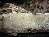 Ceraceomyces serpens image