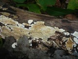 Ceraceomyces serpens image