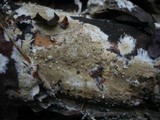 Ceraceomyces serpens image